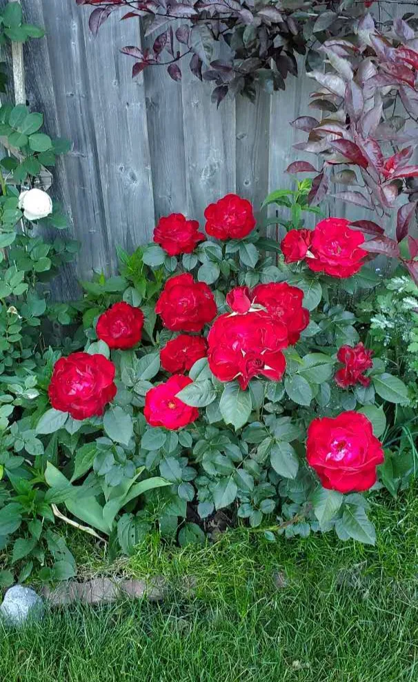 Ten Ten Hybrid Tea Rose image indicator(3)