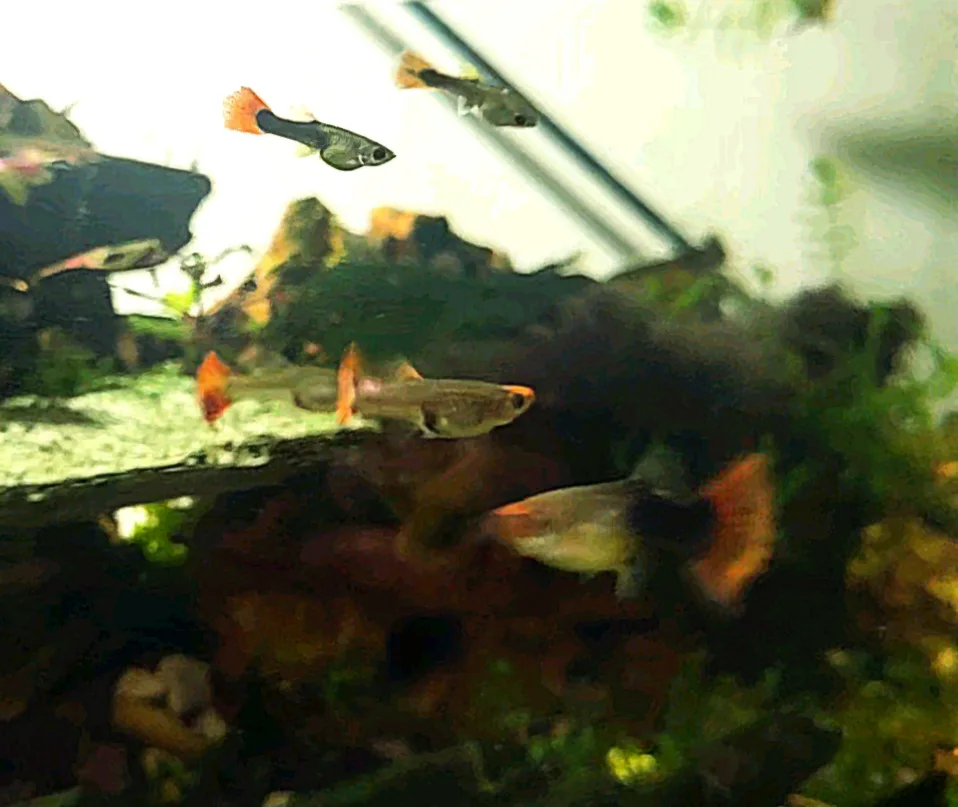 Koi guppies $5 for trio image indicator(2)