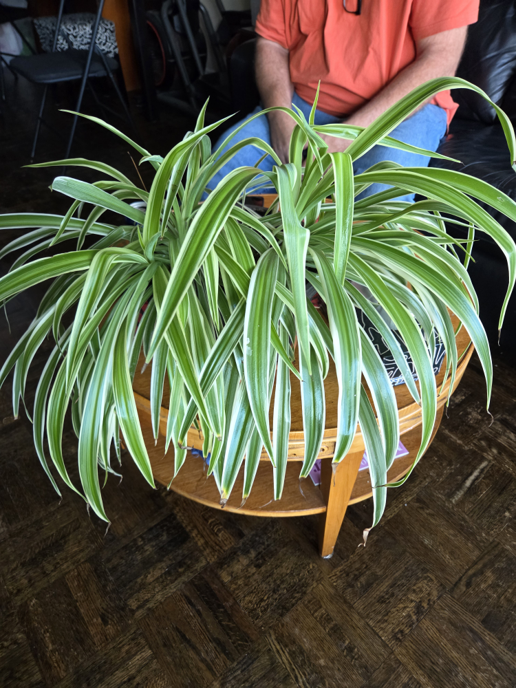 Healthy Spidar Plant