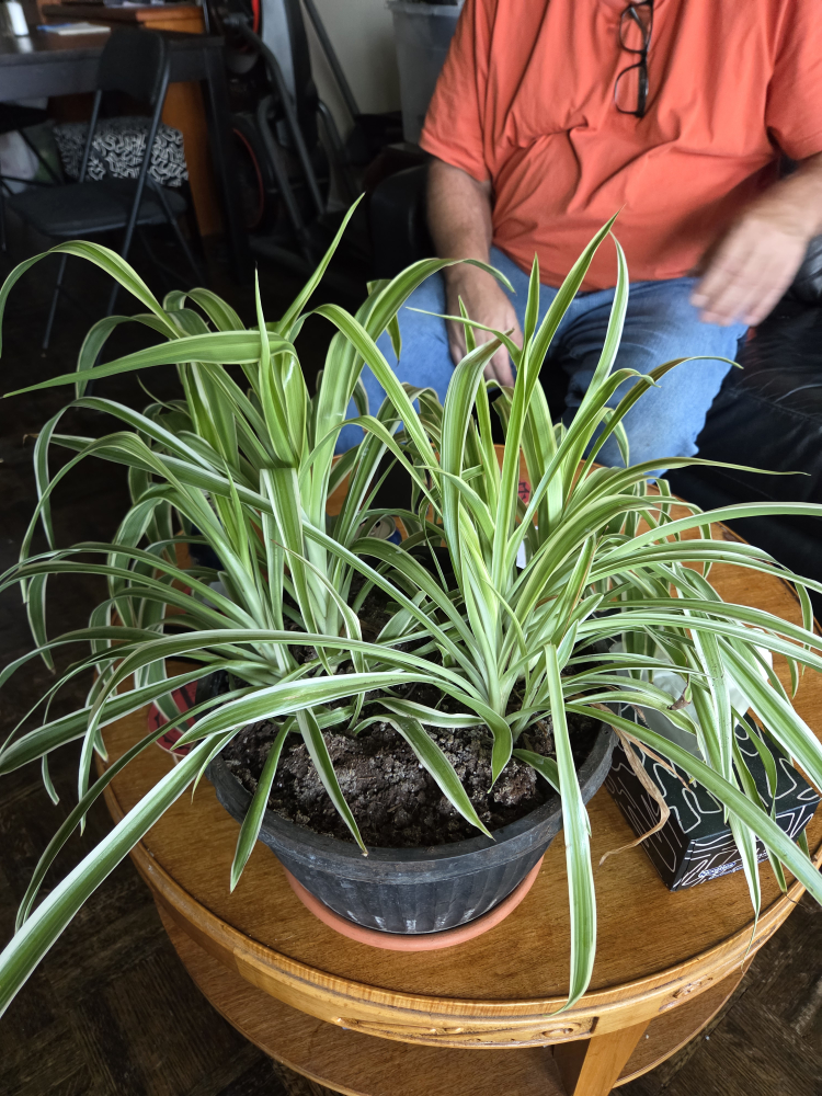 Healthy Spidar Plant - photo 2