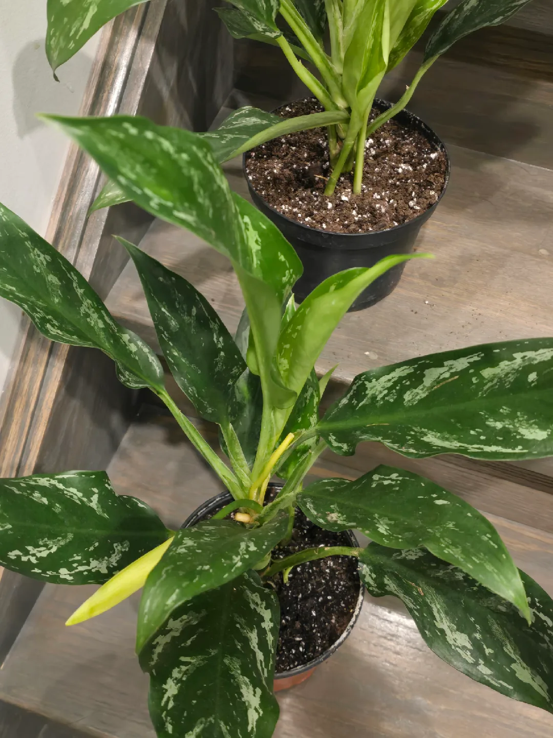Aglaonema Plant. low light low maintenance plant image indicator(6)