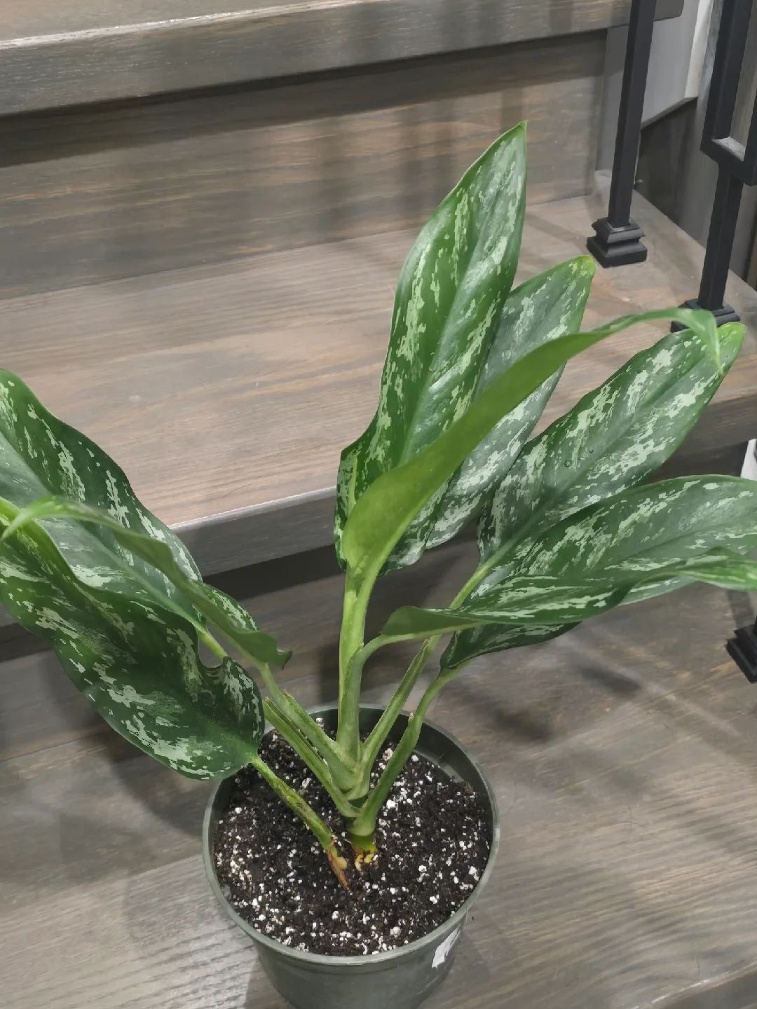 Aglaonema Plant. low light low maintenance plant image indicator(7)