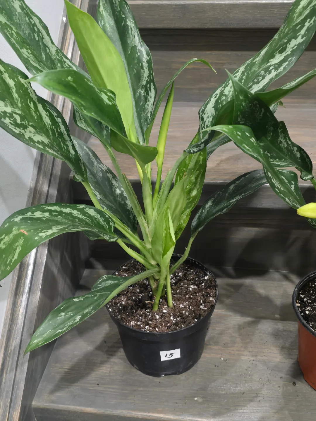 Aglaonema Plant. low light low maintenance plant image indicator(8)