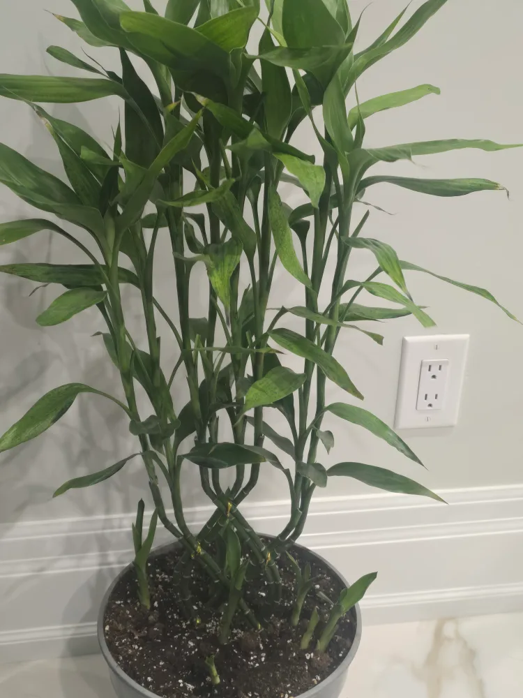 Lucky Bamboo Plant thumbnail