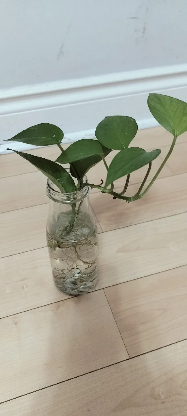 Pothos plant/ Money plant image indicator(2)