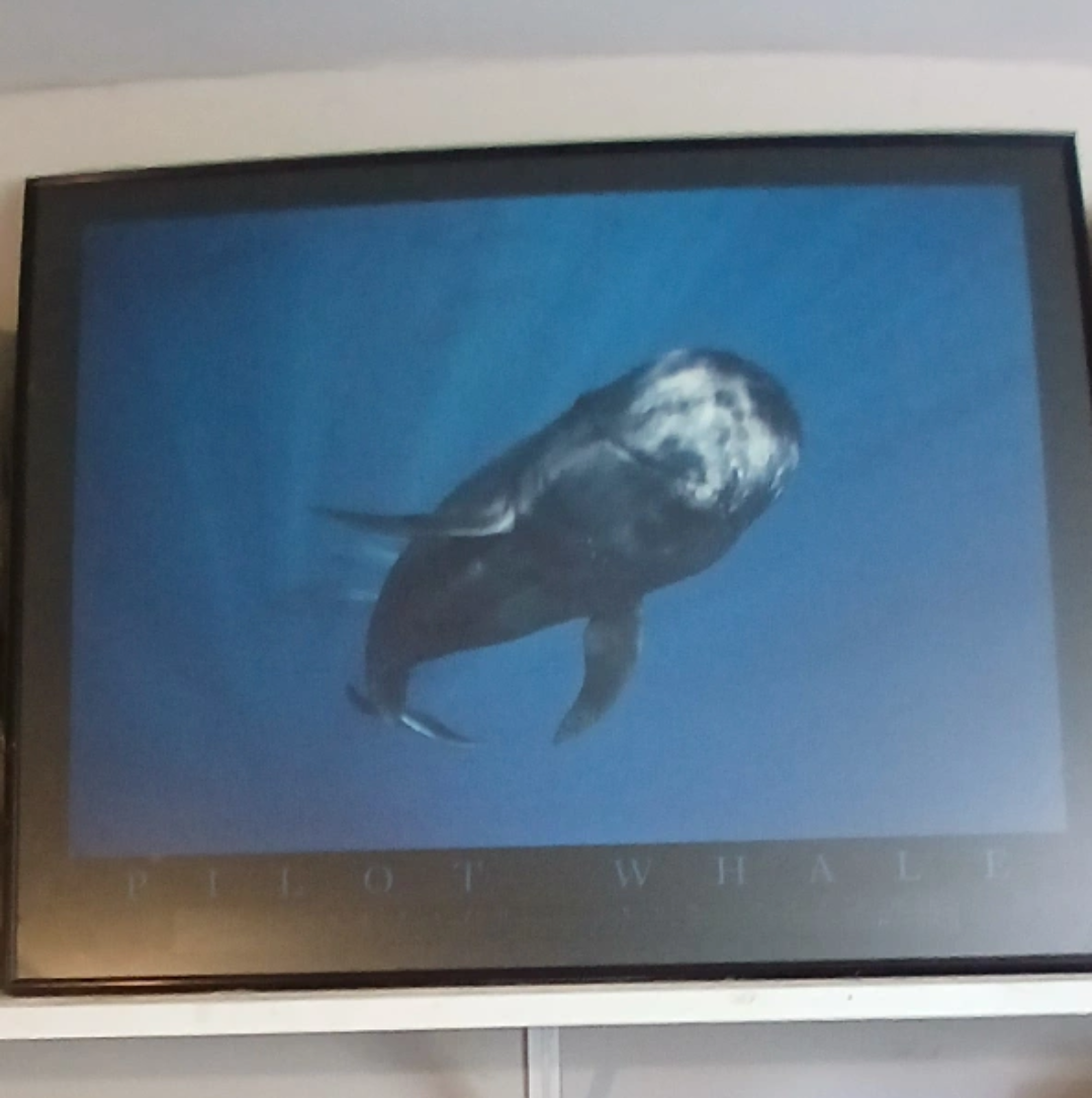 Pilot Whale Framed Print - photo 3