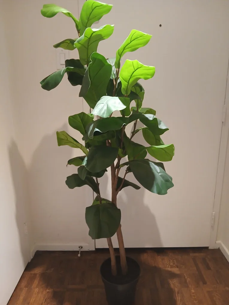 Pottery Barn Artificial Fig Tree image indicator(2)