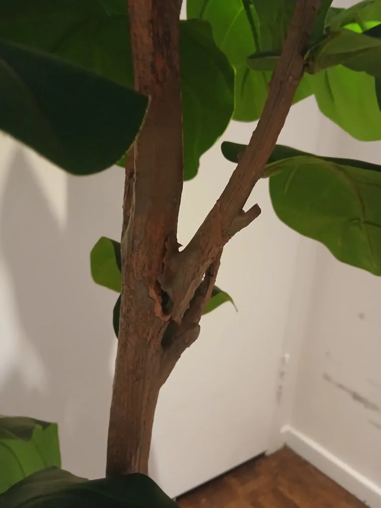 Pottery Barn Artificial Fig Tree image indicator(10)