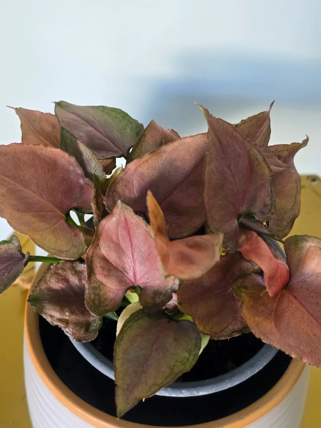 indoor plant collection image indicator(2)