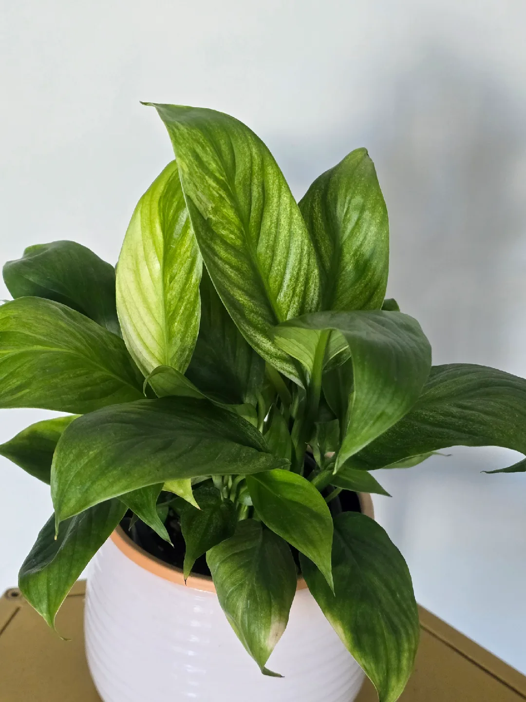 indoor plant collection image indicator(6)