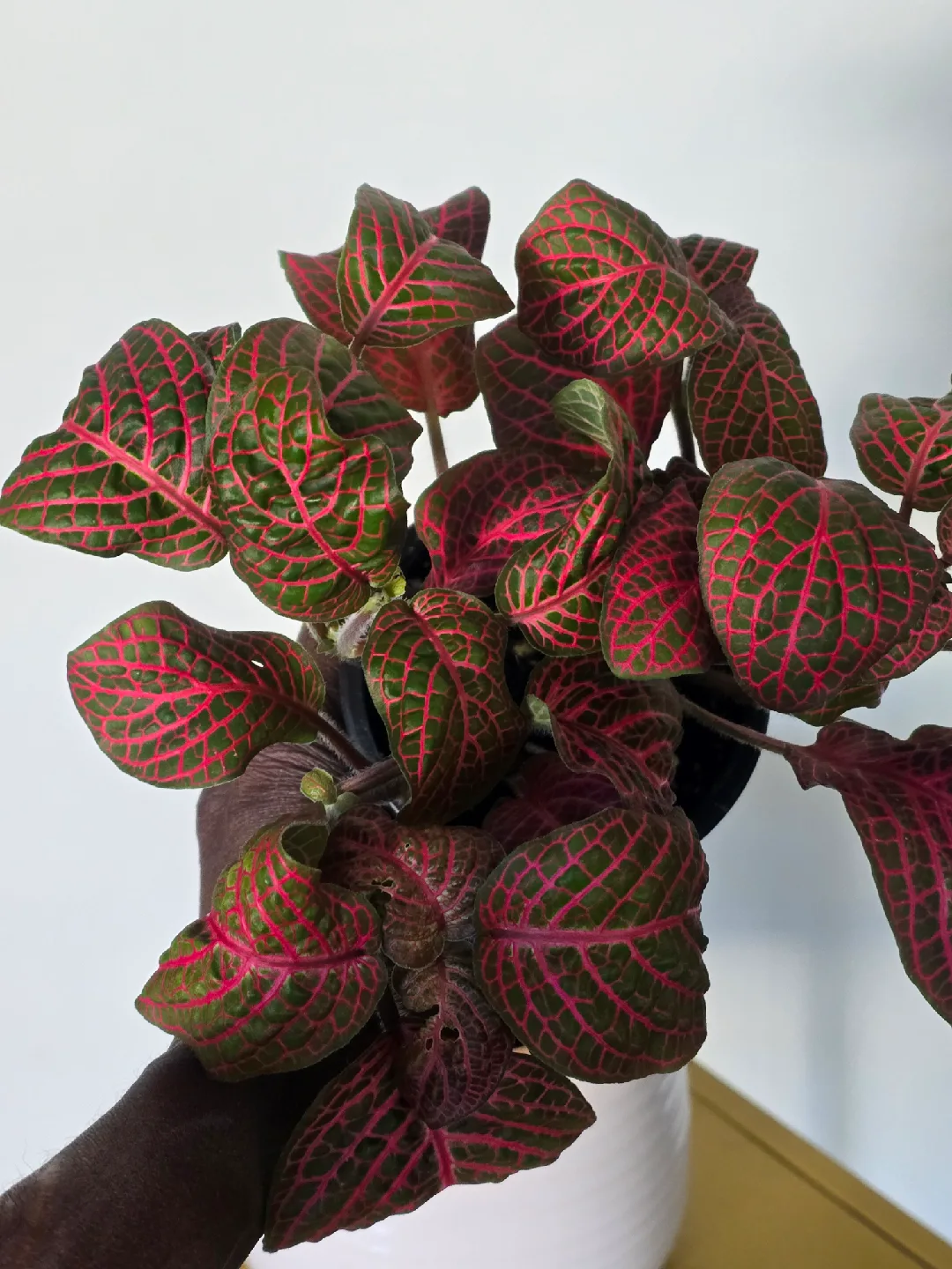 indoor plant collection image indicator(8)