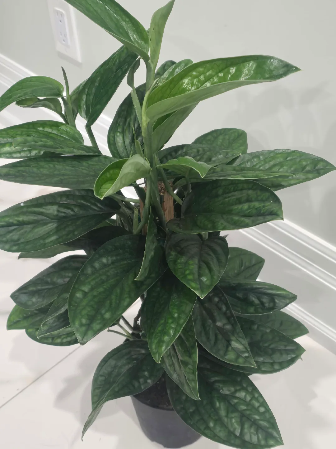 Monstera peru totem image indicator(6)