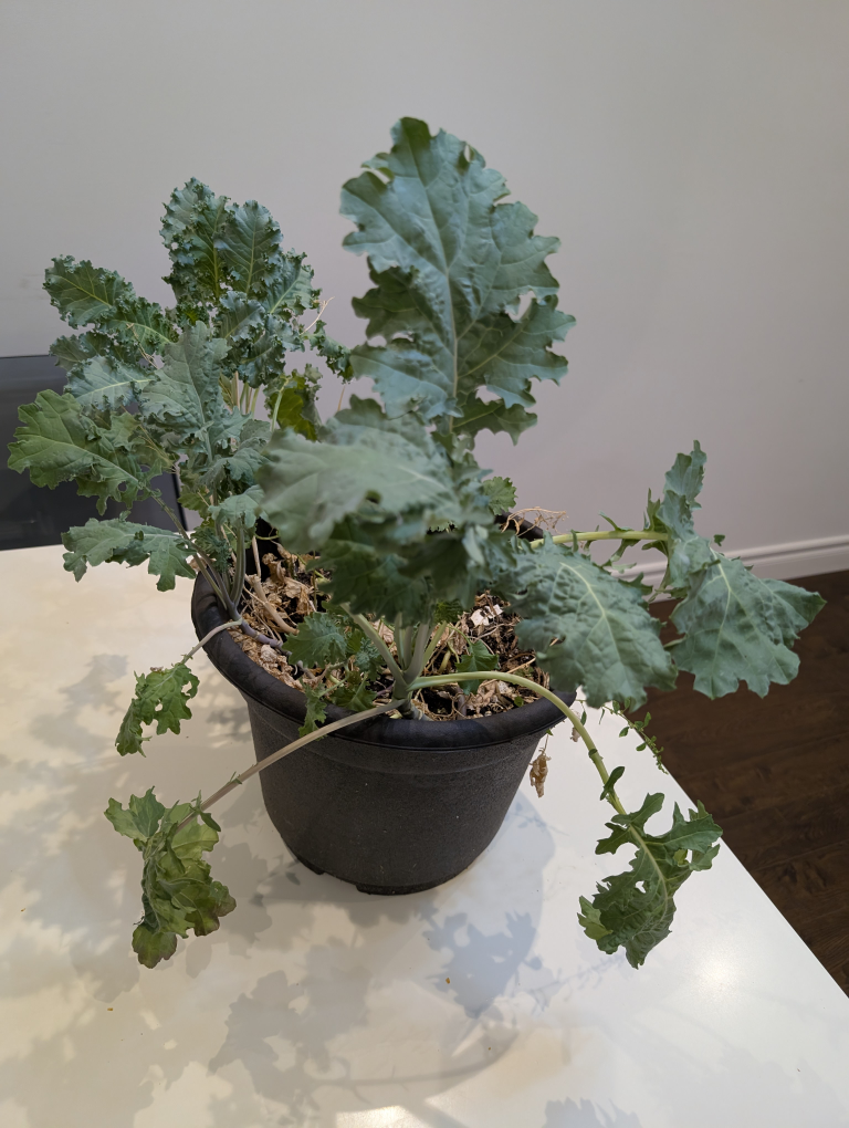 Potted Green Kale Plant