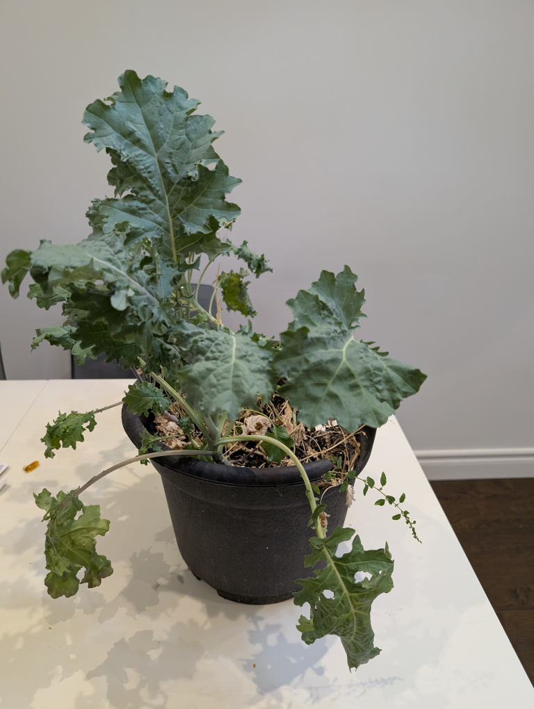 Potted Green Kale Plant - photo 2