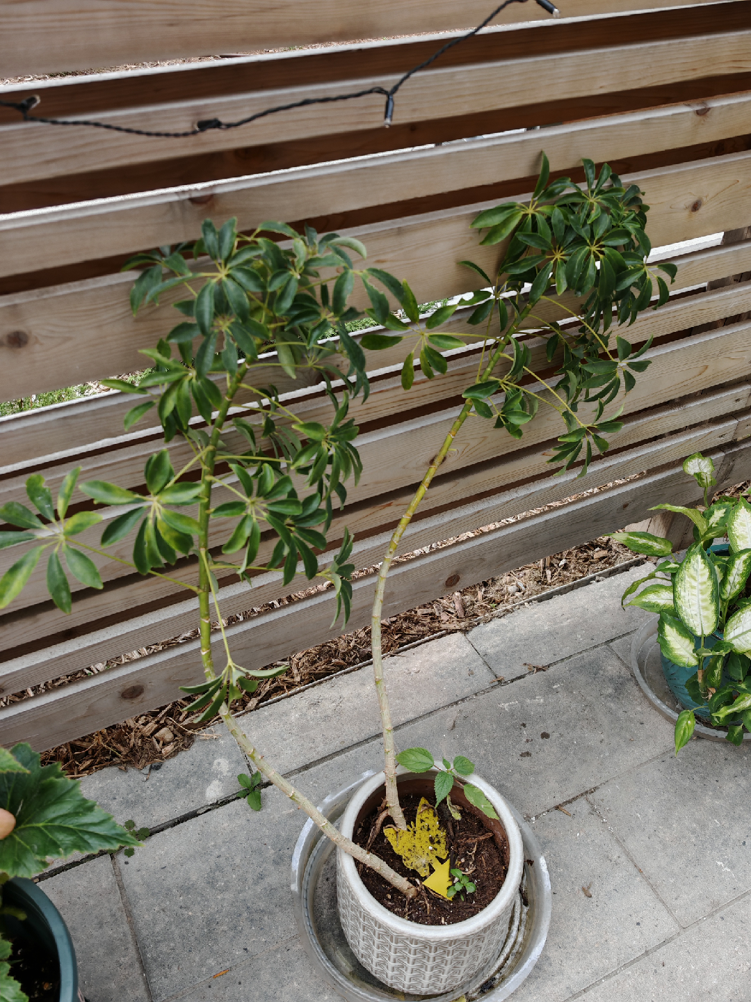 Potted Umbrella Plant