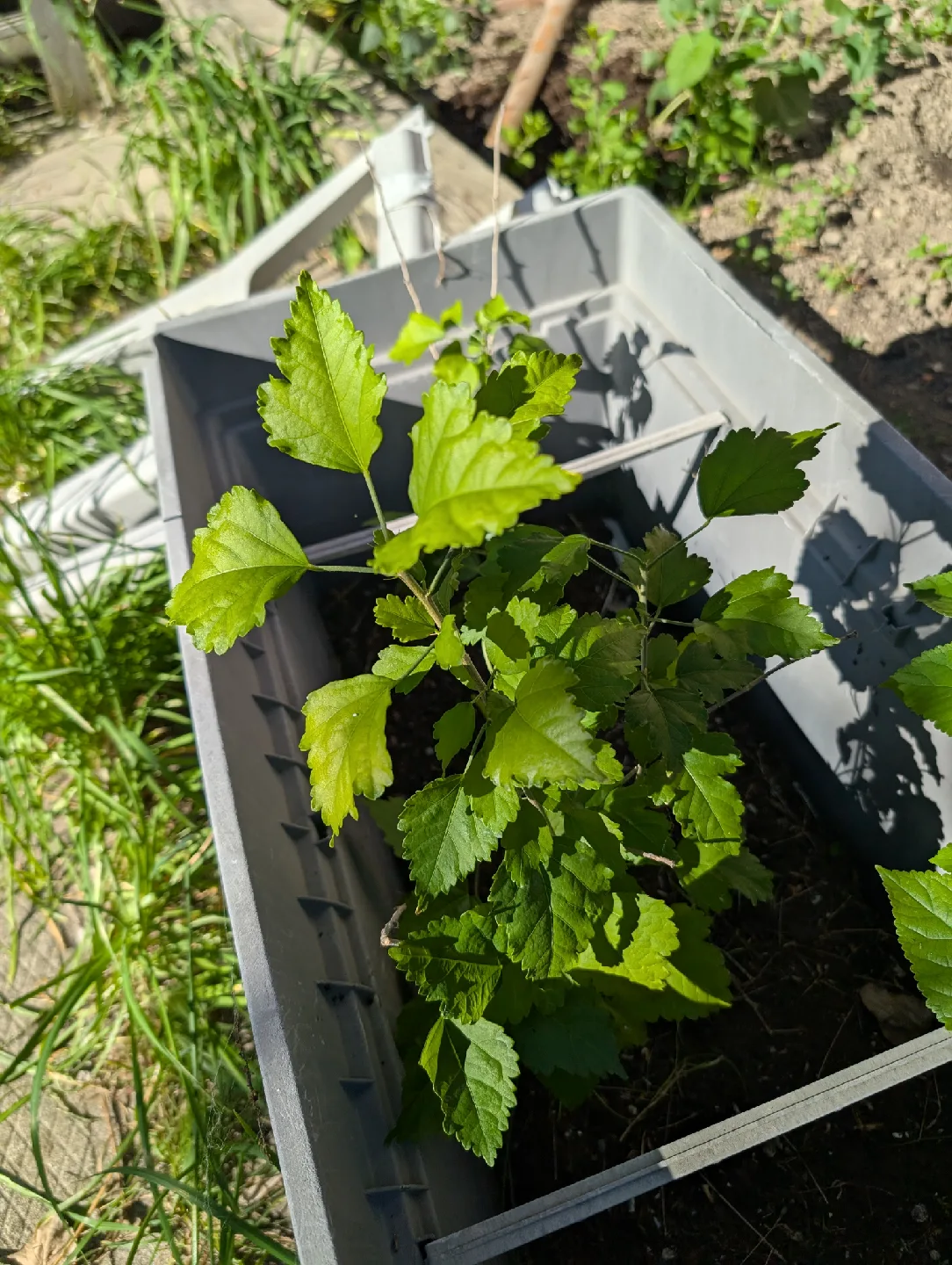 Rose of Sharon image indicator(2)