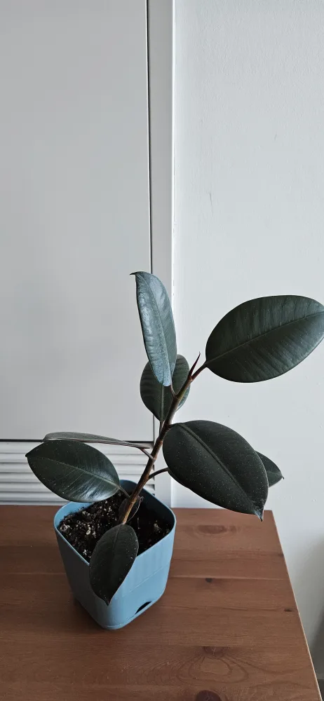 Small Rubber Plant in Blue Pot thumbnail