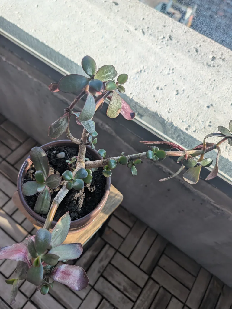 Potted Jade Plant image indicator(2)
