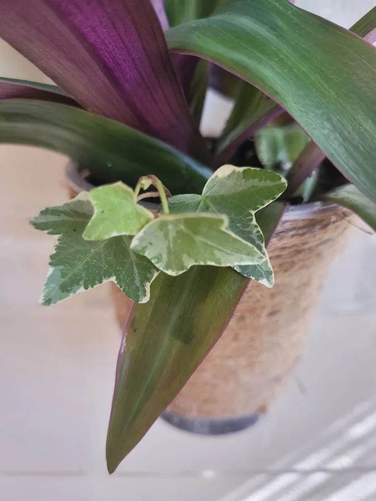 2 Plants Boat Lilly and Ivy image indicator(3)