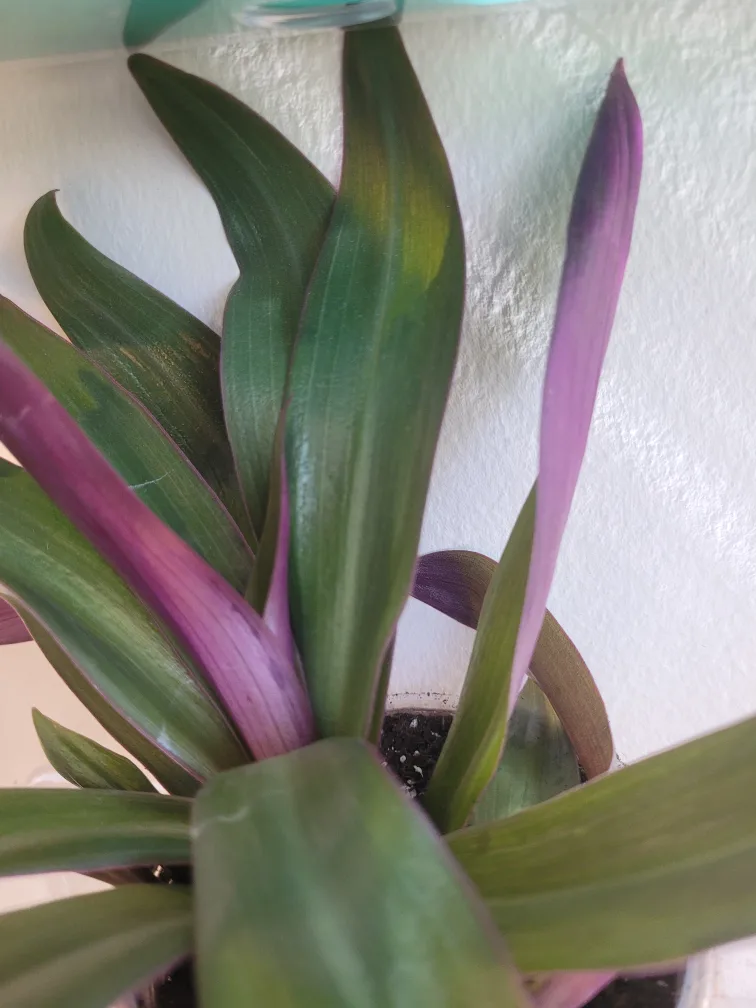 2 Plants Boat Lilly and Ivy image indicator(4)