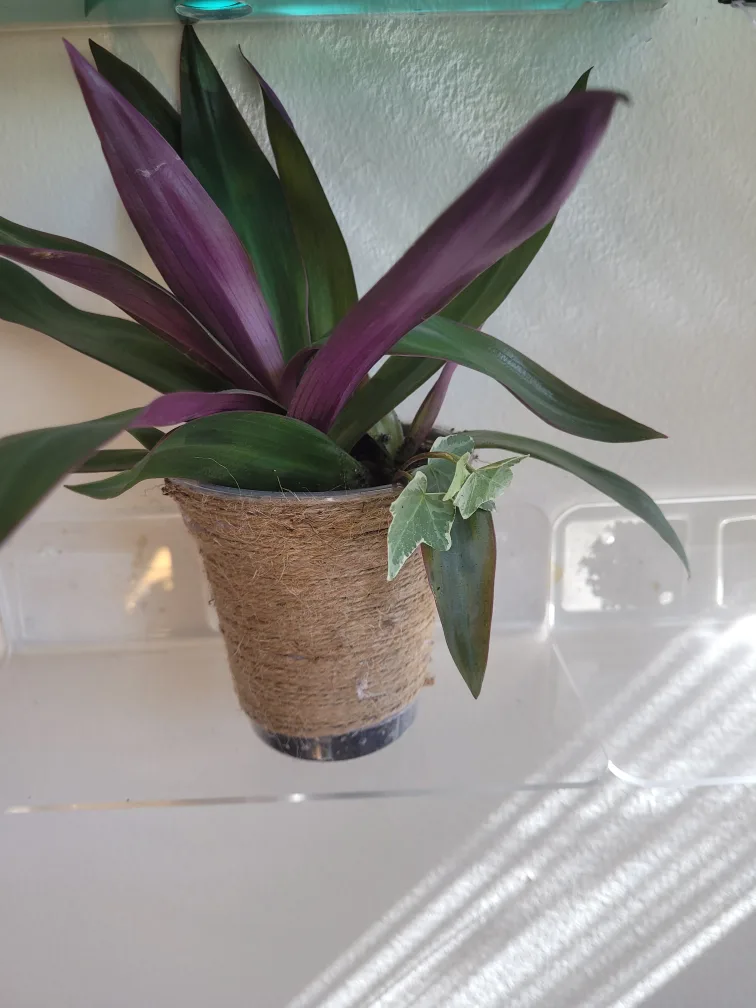 2 Plants Boat Lilly and Ivy image indicator(6)