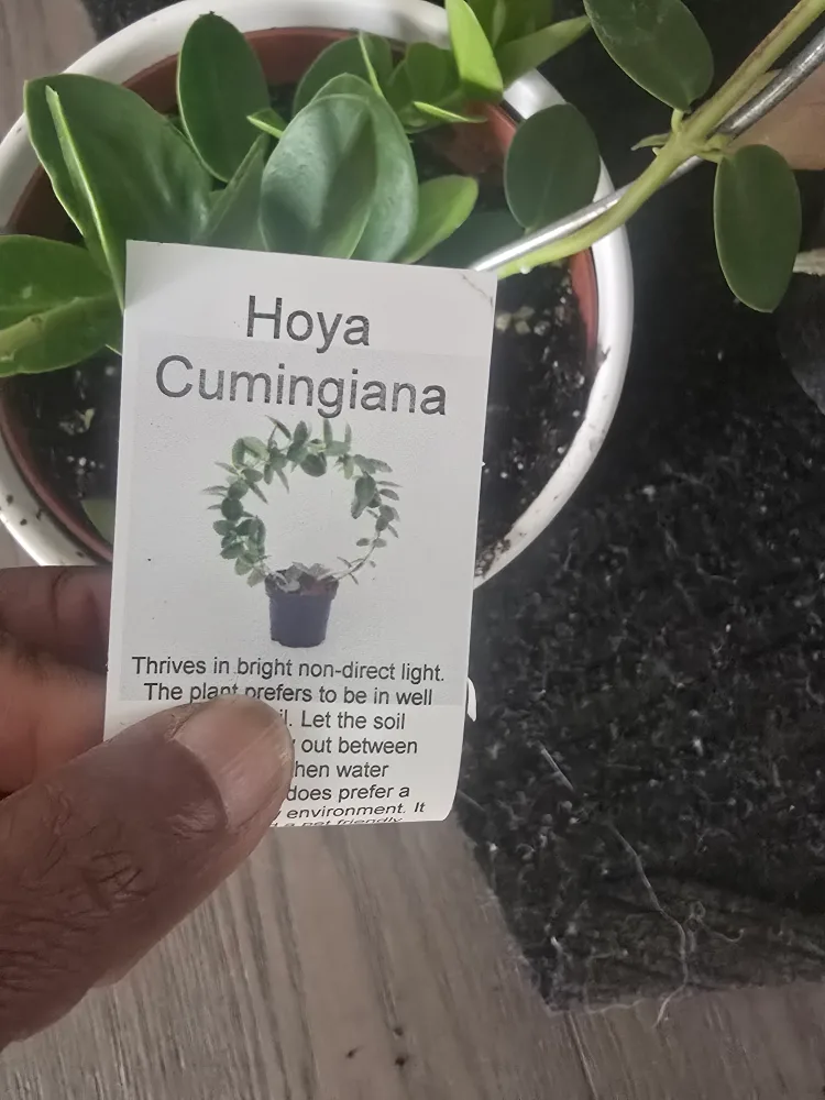 Hoya Cumingiana Plant image indicator(3)