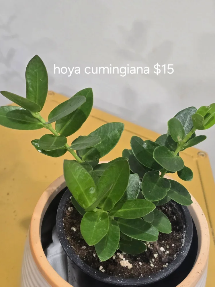 Hoya Cumingiana Plant image indicator(4)