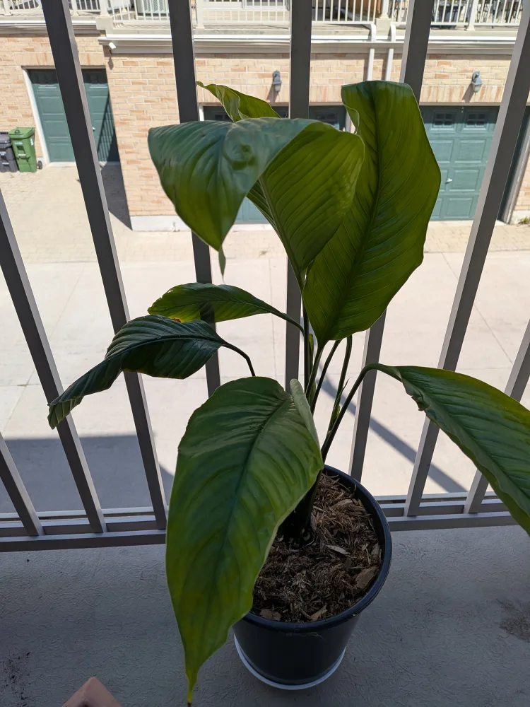 Potted Peace Lily Plant 🥕 thumbnail