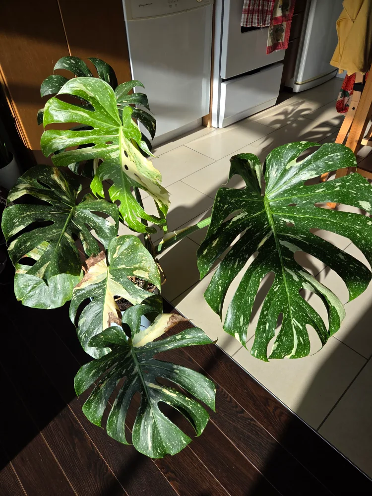 Variegated Monstera Deliciosa Plant thumbnail