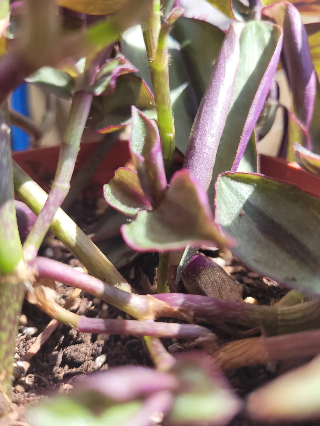 Tradescantia Zebrina Plant 🥕 image indicator(2)