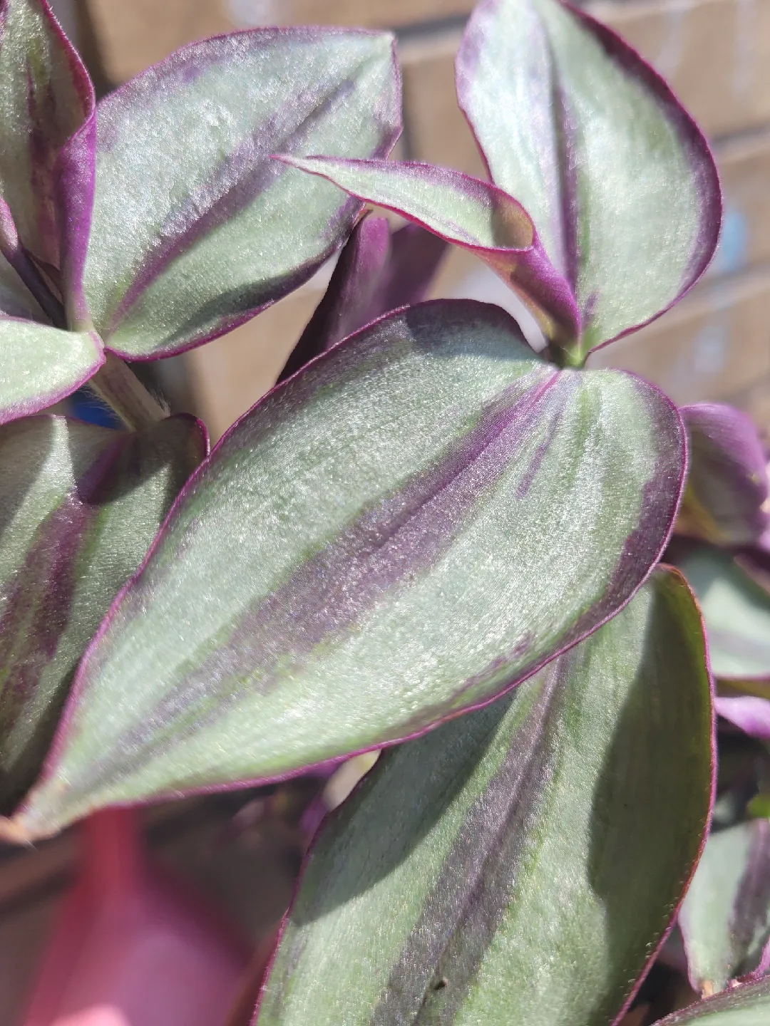 Tradescantia Zebrina Plant 🥕 image indicator(3)
