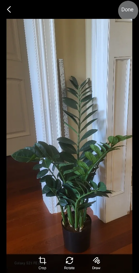 Faux ZZ Plant in Black Pot thumbnail