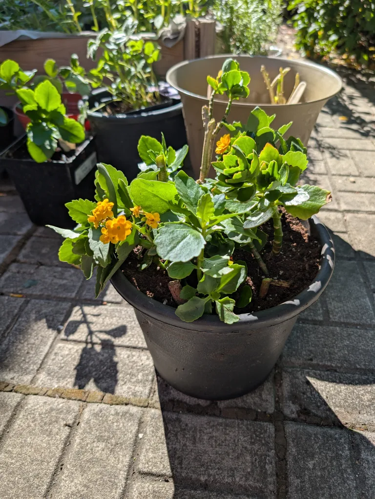 potted kalanchoe plant image indicator(2)