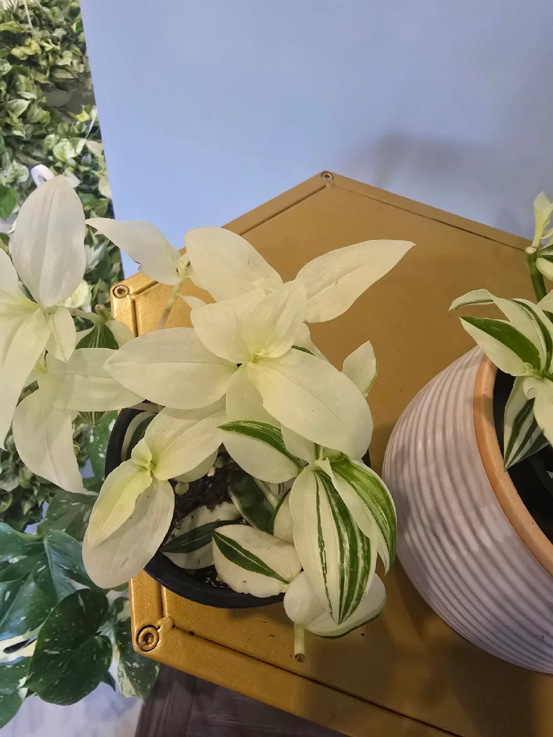 Tradescantia Fluminensis Albiflora Plant thumbnail