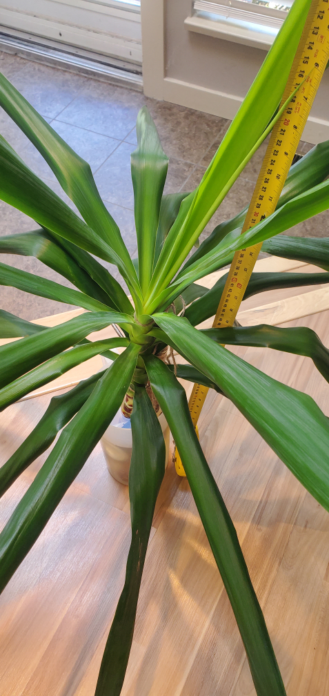Beautiful Yucca Plant 🌿 - 30" tall - photo 2