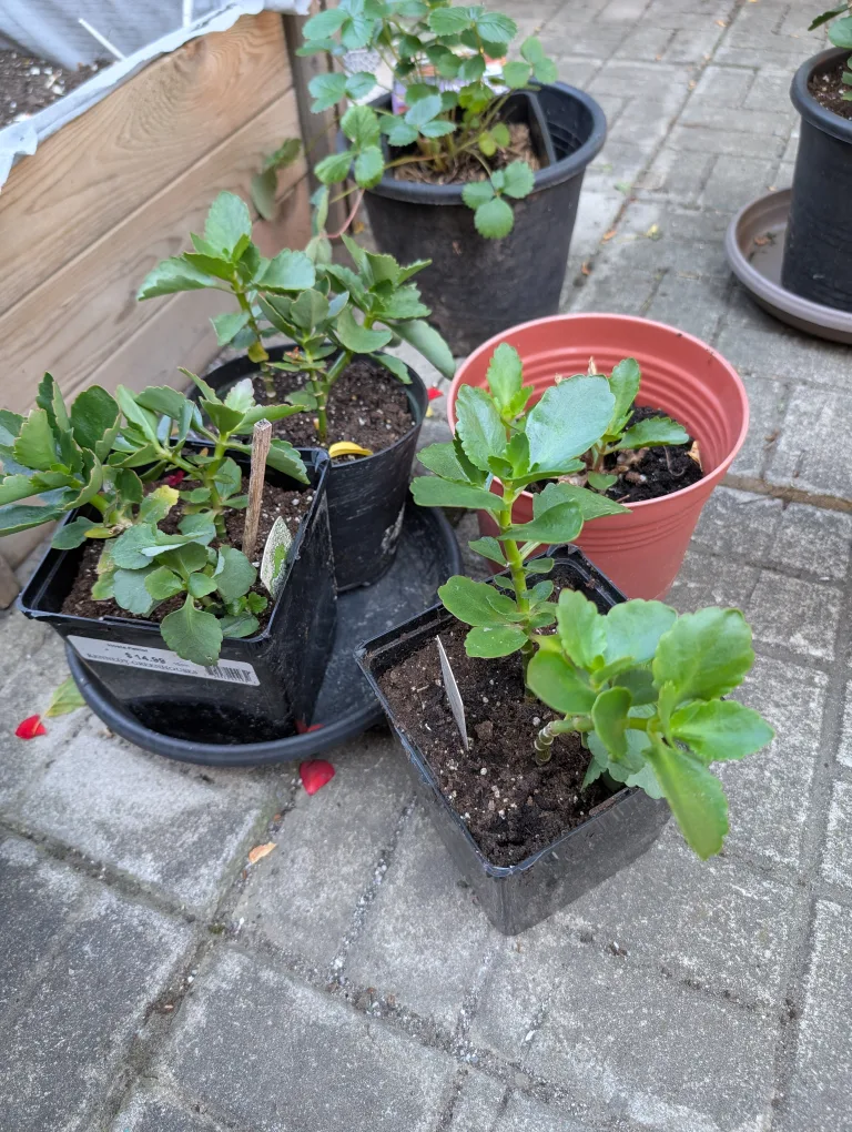 assorted potted kalanchoe plants thumbnail