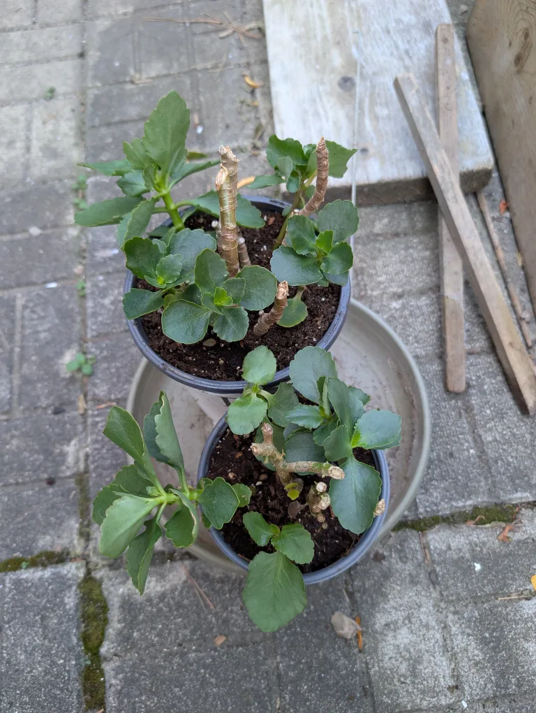 assorted potted kalanchoe plants image indicator(3)