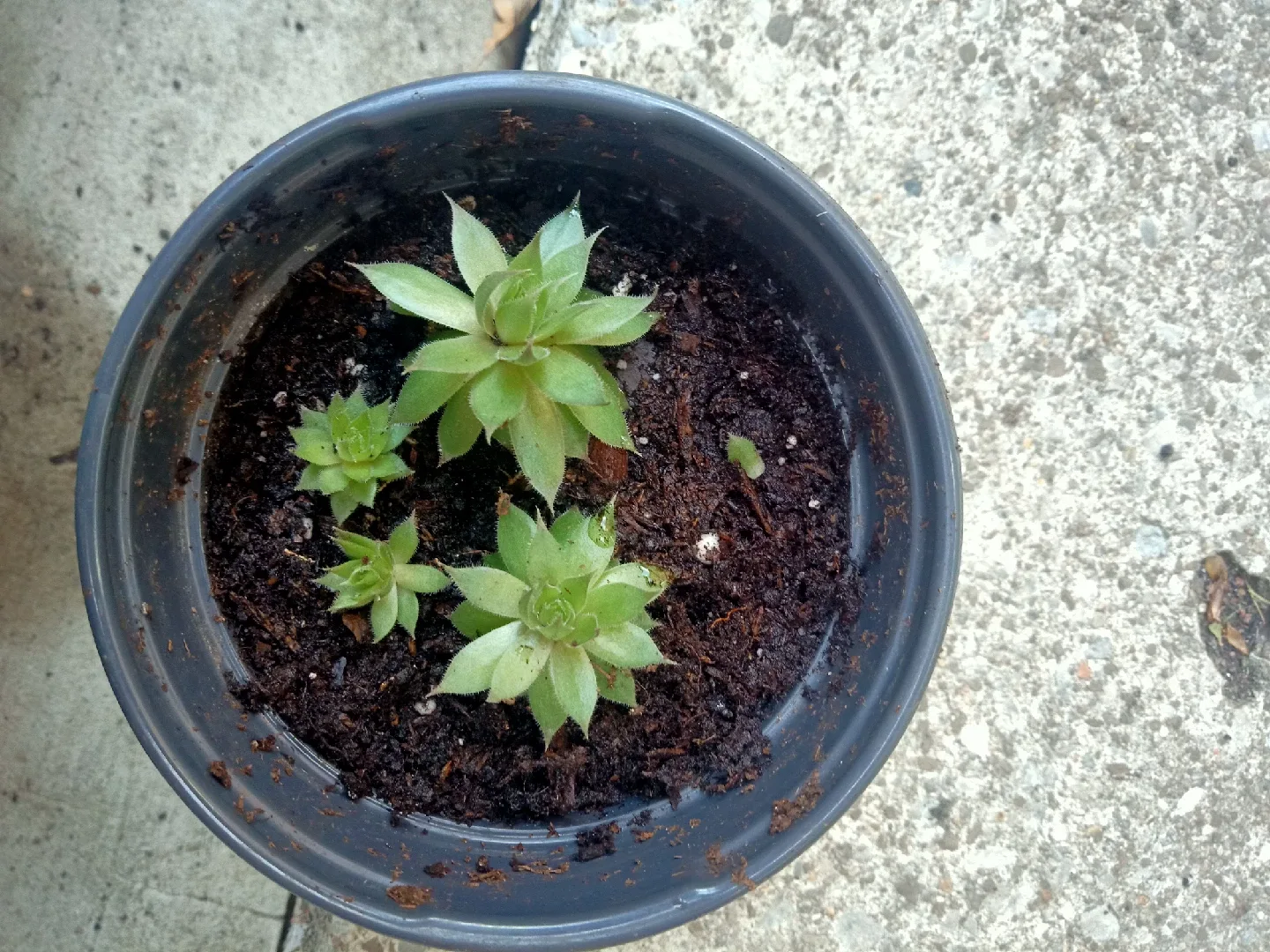 Succulent - Hen and Chicks image indicator(2)