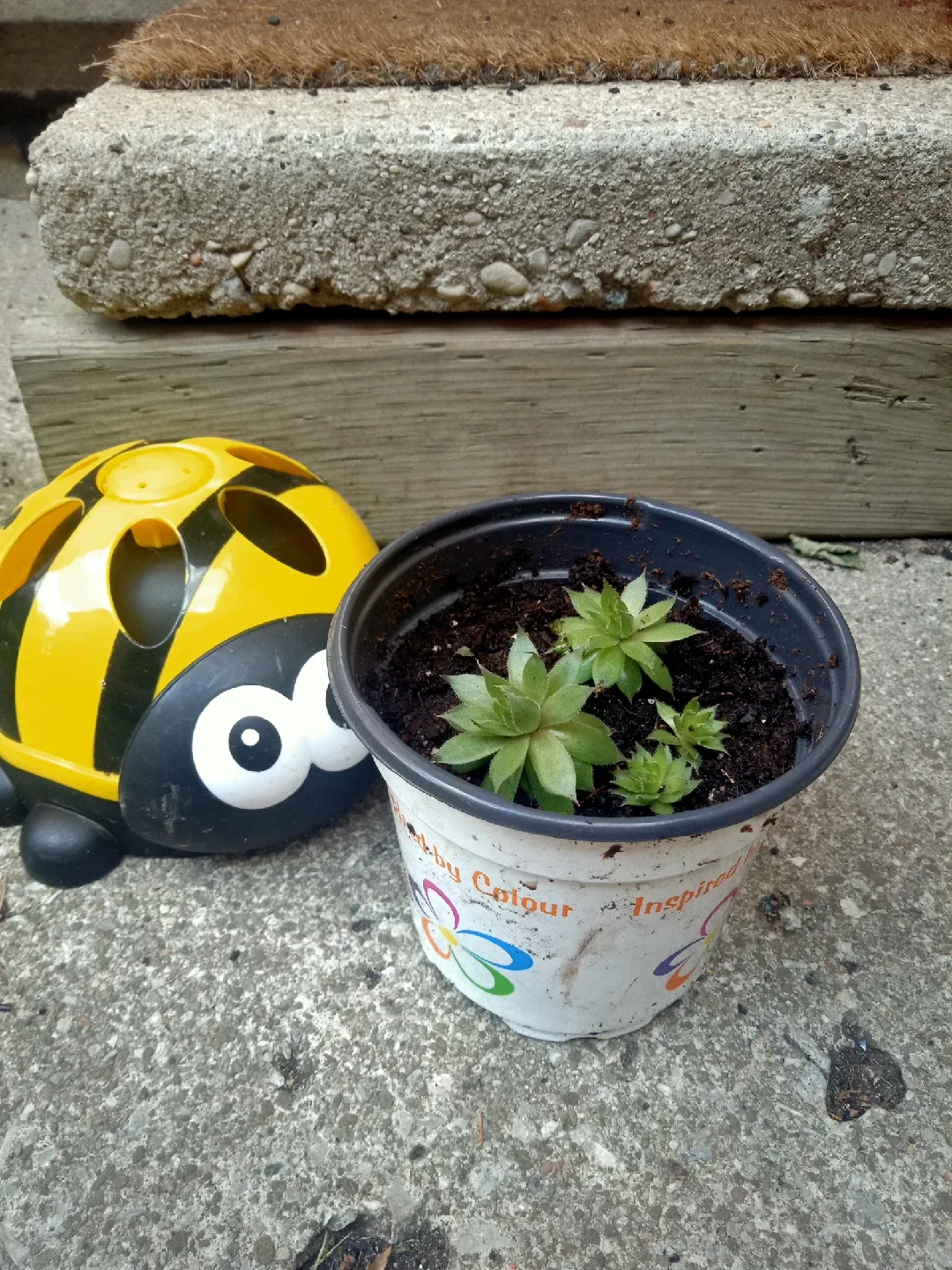 Succulent - Hen and Chicks image indicator(3)