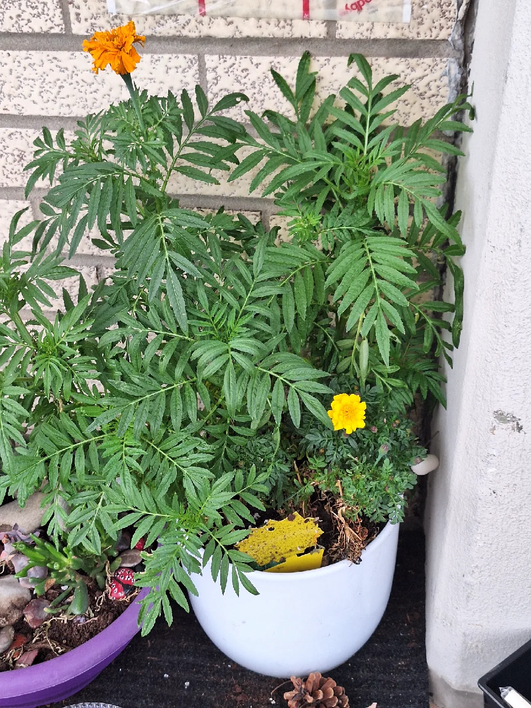 home grown indoor plants thumbnail