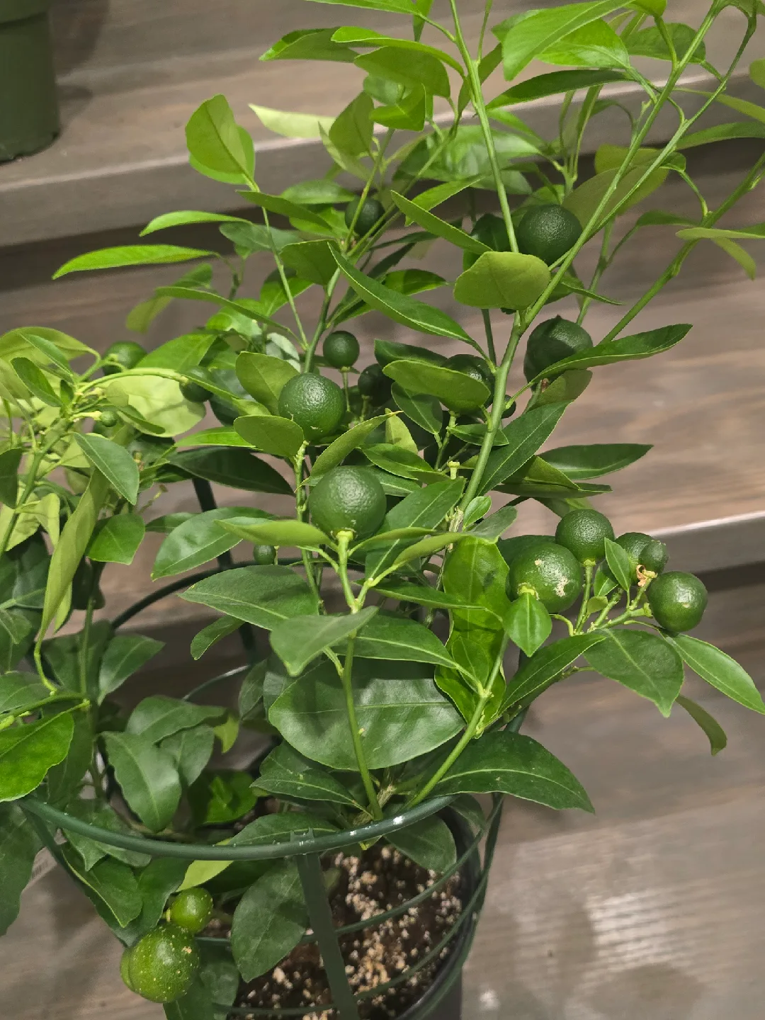 calamondin orange tree image indicator(9)