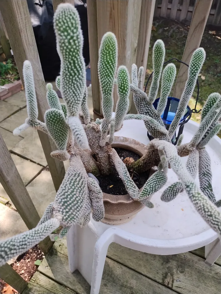 🥕Bunny Ear Cactus image indicator(2)