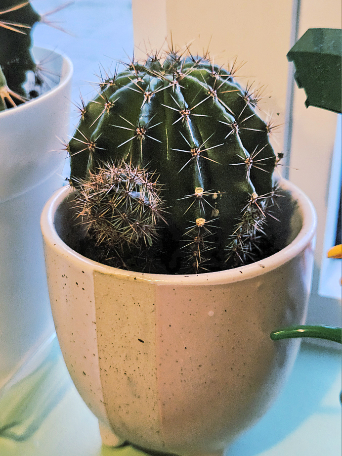 Cute Cactus in Pink Pot