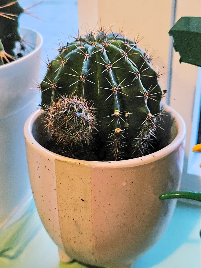 Cute Cactus in Pink Pot thumbnail