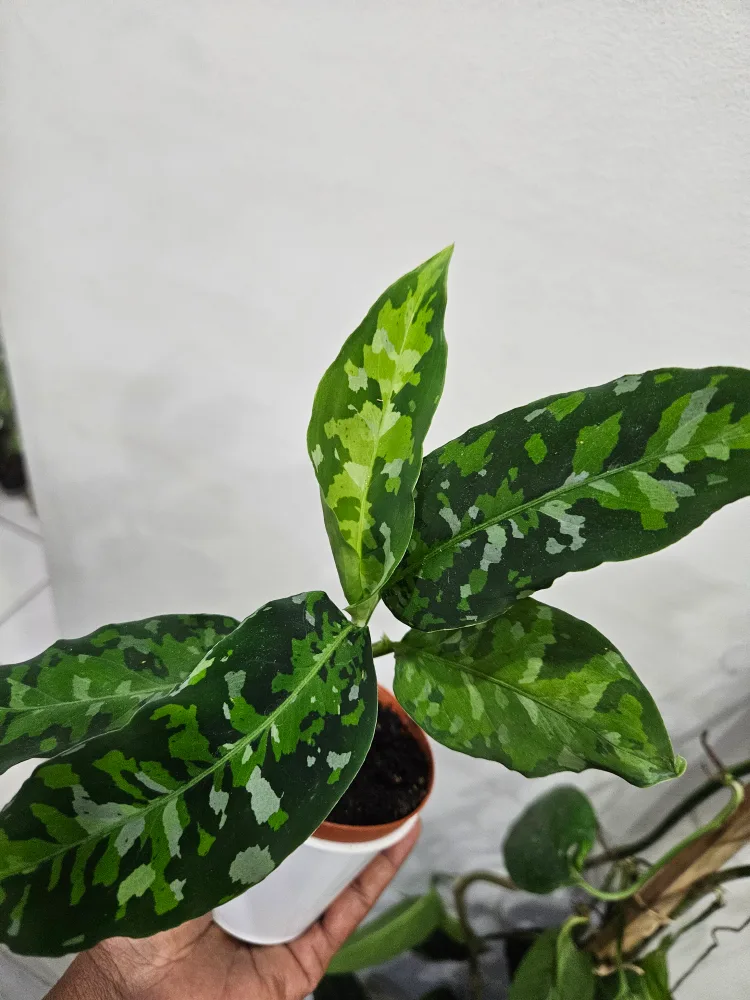 🥕aglaonema pictum 3.5" pot image indicator(2)