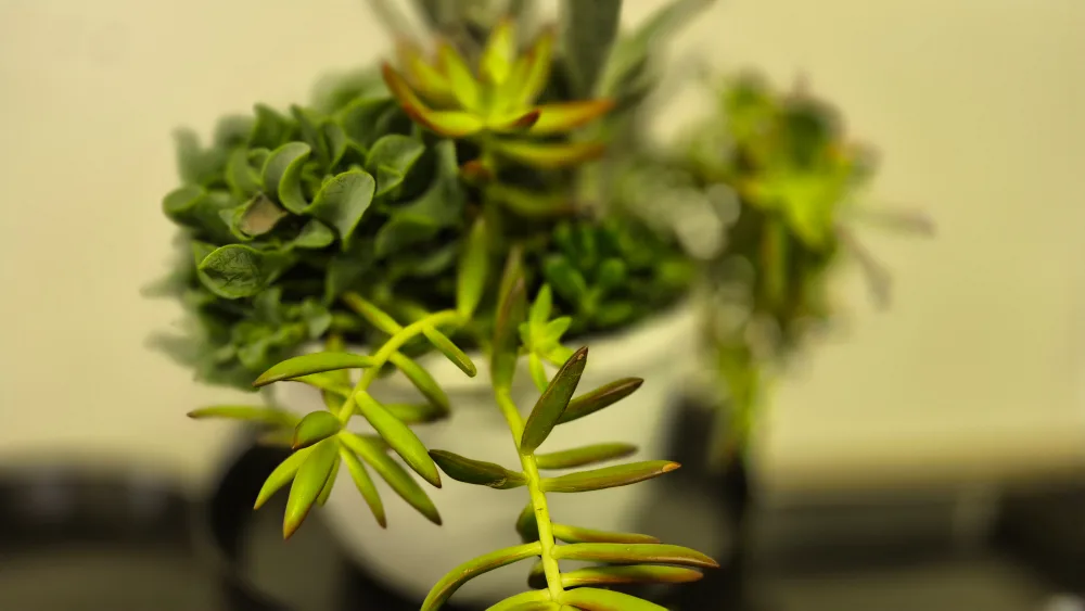 low maintenance Succulent Arrangement image indicator(2)