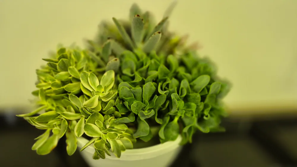 low maintenance Succulent Arrangement image indicator(4)