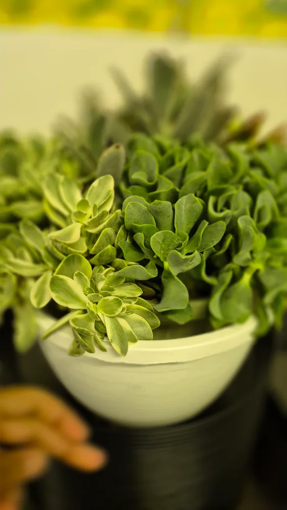 low maintenance Succulent Arrangement image indicator(5)