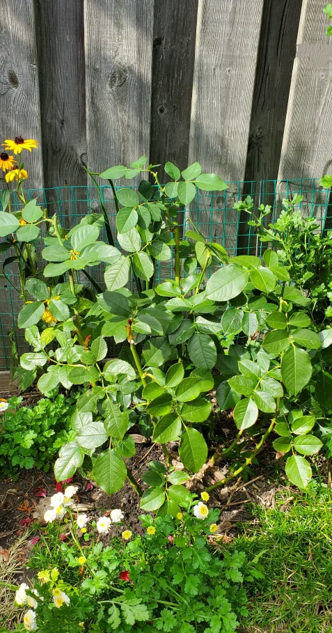 Ten Ten Hybrid Tea Rose image indicator(2)