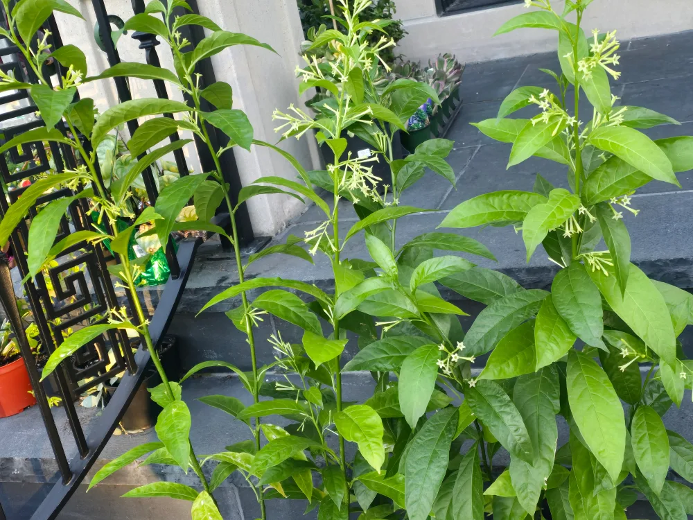 Night-Blooming Jasmine Plant image indicator(6)